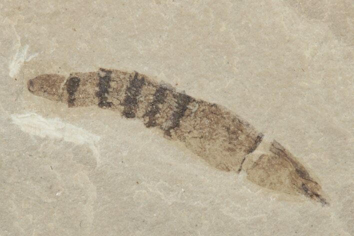 Detailed Fossil Larva - Green River Formation #213357